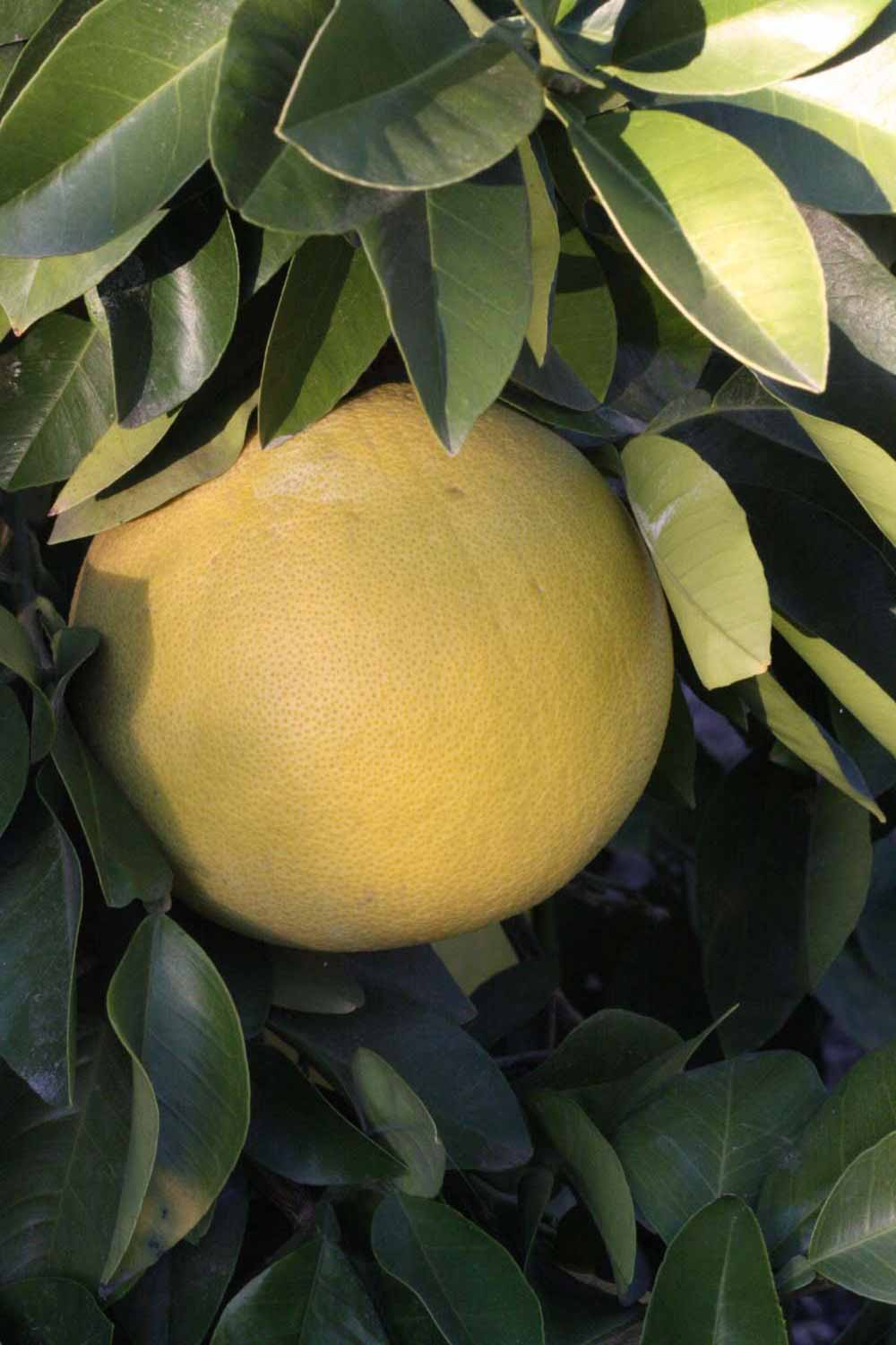            Fruit (Moanalua, Riverside, CA)   